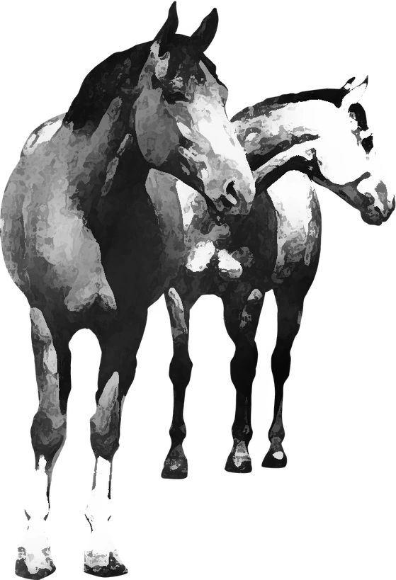 Centre équestre Mérigaud Horse Club, Saint-Estèphe — deux chevaux